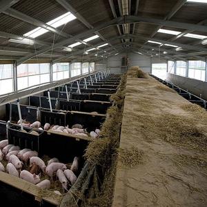 तेजी से स्थापना सुअर घर आधुनिक डिजाइन स्टील संरचना पूर्वनिर्मित फार्म इमारतों के लिए कम कीमत सुअर शेड - Product Image 6