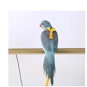 Kleine Vogel Eclectus De Aviator Zelfgemaakte Parrot Harness Custom Dome Kaars Har Wit Met Vogel