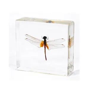 Insect Taxidermie Clear Acryl Ambachtelijke Geschenken Dragonfly Presse-papier Voor Tentoonstelling