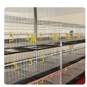 Jaula <span class=keywords><strong>de</strong></span> pollo escalonada <span class=keywords><strong>de</strong></span> <span class=keywords><strong>acero</strong></span> tipo H completamente automática para avicultura, capa <span class=keywords><strong>de</strong></span> huevo a presión natural, equipo <span class=keywords><strong>de</strong></span> valla <span class=keywords><strong>de</strong></span> granja - Product Image 4