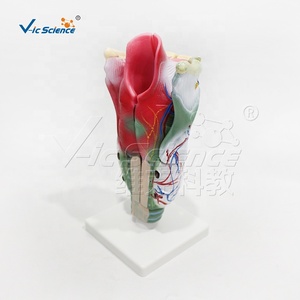 Modello di Amplificazione Laringea, Modello Anatomico del Corpo Umano per Insegnamento Medico e Dimostrazione Clinica - Product Image 6