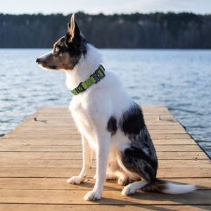 <span class=keywords><strong>Collar</strong></span> de perro táctico de PVC de liberación rápida con forro de neopreno suave, <span class=keywords><strong>Collar</strong></span> de perro mascota resistente al desgaste para entrenamiento diario - Product Image 5