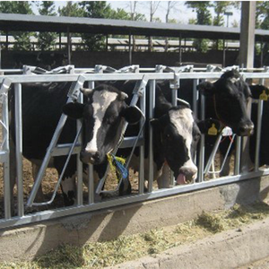 Dispositivo di Bloccaggio del Collo per Bestiame Regolabile con Posizionamento Flessibile per Gestione e Contenimento di Mucche, Vitelli e Bovini Adulti in Fattoria - Product Image 6