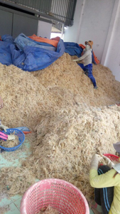 Eucheuma cottonii จากเวียดนามผลิตภัณฑ์ทางการเกษตรเกรดสูง - Product Image 3