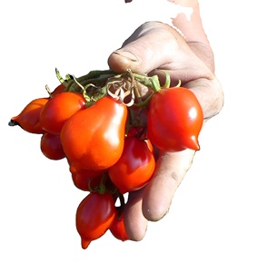 ผลิตภัณฑ์ทำจากอิตาลี,Pomodorino Al Naturale Piennolo Del Vesuvio DOP 580มล. ในเมสันจาร์