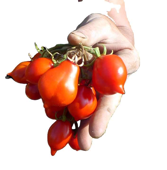 Italian Made Product, Pomodorino Al Naturale Piennolo Del Vesuvio DOP 580ml  in Mason Jar