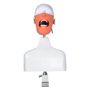 Modelo de Educación Dental: Maniquíes de Cabeza y Torso para Práctica y Entrenamiento Odontológico - Product Image 3