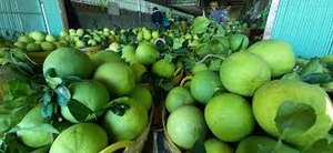 ผู้ผลิตคุณภาพสูงธรรมชาติน้ําส้มแดงบริสุทธิ์ 100% เข้มข้นจากเวียดนามในราคาถูก - Product Image 3