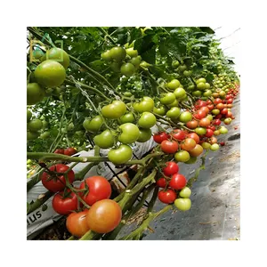 Wholesale Tomato greenhouse with cooling fan dip irrigation system all season