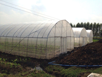 Kit de serre de structure de cadre de film à une travée de plantation de fleurs à grande échelle à faible coût produit par les fabricants de serres