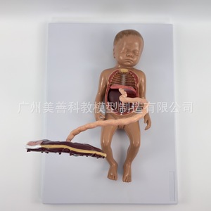 Modèle de circulation sanguine fœtale, modèle de cordon ombilical et de placenta pour nouveau-né, organes internes du nourrisson (détachables et - Product Image 3