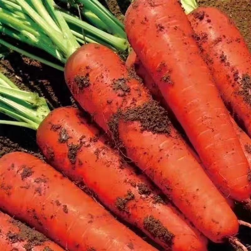 Лучшая стандартная оптовая продажа, натуральная свежая морковь для всех возрастов, новейший урожай