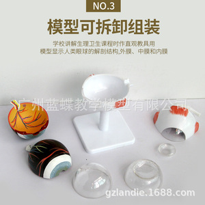 Modèle anatomique de globe oculaire humain à grossissement 3x, anatomie du globe oculaire, organe sensoriel, modèle d'ophtalmologie ORL - Product Image 3