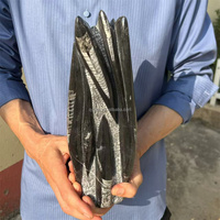 Spécimen de Céphalopode Orthocéros du Maroc, Grande Taille, Surface Brillante, Fossile Droit, pour la Géologie, Ornement de Table Minérale