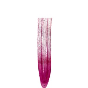 Lames de microscope, couvercles de microscope, lames de microscope pour spécimens biologiques, kits expérimentaux, cellules végétales, angiospermes - Product Image 1