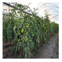 Serres Agricoles Polyvalentes pour l'Agriculture Commerciale et le Cultivation
