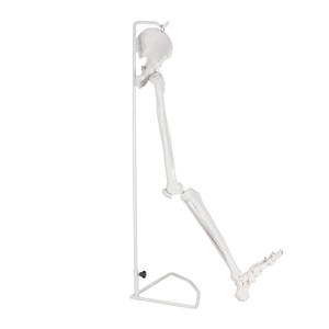 Modelo de articulación de cadera y <span class=keywords><strong>esqueleto</strong></span> de miembro <span class=keywords><strong>inferior</strong></span> <span class=keywords><strong>humano</strong></span> de tamaño real para enseñanza médica - Product Image 1