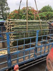 Venta al por Mayor de Postes de Bambú para Construcción, Secados al Horno y Tratados Térmicamente, para Decoración de Gazebos, Cercas y Uso Estructural - Product Image 3