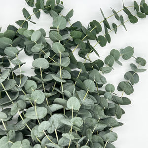 مبيعات مزرعة يوننان مباشرة من الأوكالبتوس ، ورقة الأوكالبتوس الدقيقة ، ورقة التفاح الأوكالبتوس - Product Image 5