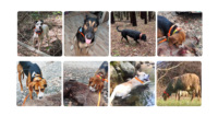 GPS pour bétail, étanche IP67, 4000 mAh, traceur GPS pour chien de chasse, GPS pour chiens