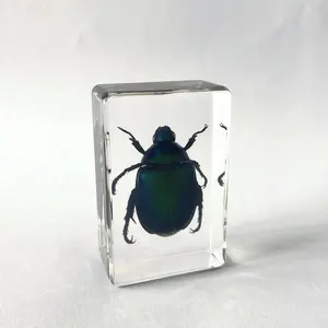 Collection d'insectes collants en acrylique transparent, Vintage, idée cadeaux incroyables, petit coccinelle, papier à vendre,
