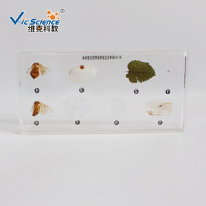 Nuevos especímenes del ciclo de vida del gusano de la seda en resina; muestras de animales y plantas en resina orgánica; escuela primaria y secundaria - Product Image 2