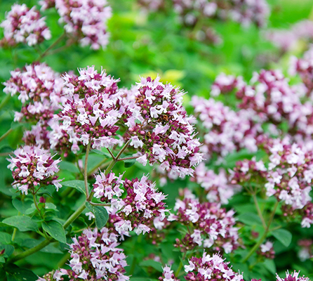 Anti Wrinkle CAS 8015-01-8 100 Pure Organic Essential Oils Sweet Marjoram Essential Oil