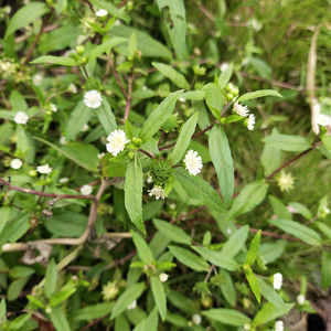 <span class=keywords><strong>Mo</strong></span> <span class=keywords><strong>han</strong></span> lian chine traditionnelle Eclipta Prostrata herbe Yerbadetajo herbe à vendre - Product Image 5