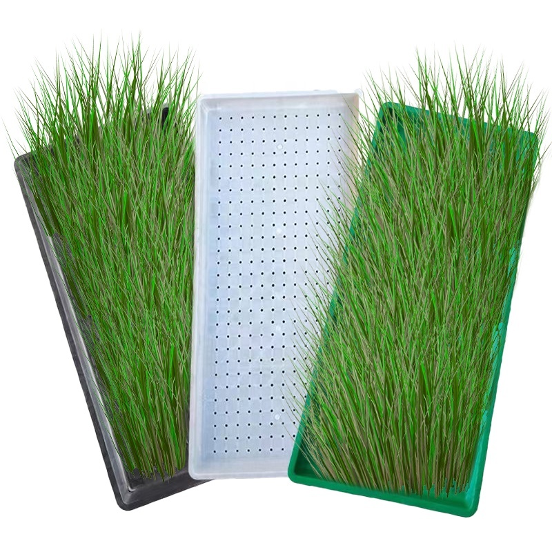 60 25 3 5cm Garden Seedling
