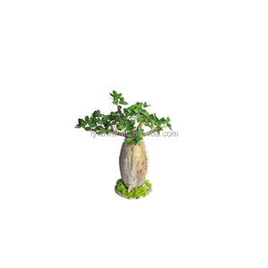 Hunan Zhangjiajie Fuyuan Yiwu popular bonsái artificial plástico Baobab árbol plantas en maceta para tienda Hotel decoración del hogar - Product Image 1