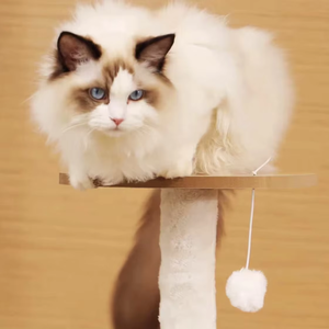 All-in-One Cat Klettergerüst und Haus Small Sisal ganzjährig Spaß Space Capsule <span class=keywords><strong>Turntable</strong></span> Toy Cat Tree <span class=keywords><strong>Scratcher</strong></span> - Product Image 4