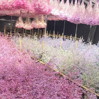 Vente en gros de gypsophile séché, fleur préservée, tiges éternelles véritables, matériel pour décoration de maison et de mariage, fournitures d'artisanat, OEM
