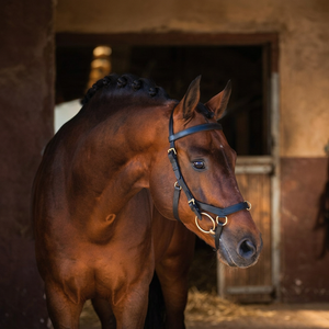 Bridon d'équitation Western de haute qualité, classe premium, confortable, élégant, en cuir brillant, style Rambo Mic Klemm, multi-nouveaux modèles - Product Image 3