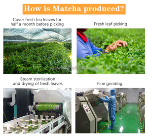 Thé vert matcha biologique de qualité cérémonielle, série Master Uji Tahara, authentique japonais OEM - Vente en gros, personnalisable - Product Image 5