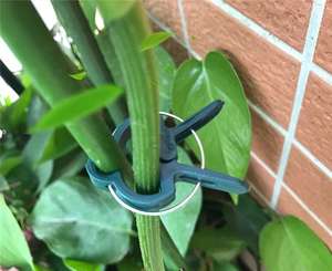 Clip de fixation pour plantes de serre, <span class=keywords><strong>pince</strong></span> de fixation pour branches et vignes, <span class=keywords><strong>pince</strong></span> de soutien pour semis, <span class=keywords><strong>pince</strong></span> de greffage - Product Image 5
