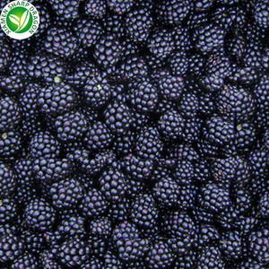 Framboises et mûres <span class=keywords><strong>bio</strong></span> fraîches <span class=keywords><strong>surgelées</strong></span> IQF, fruits <span class=keywords><strong>sauvages</strong></span> entiers non sucrés, <span class=keywords><strong>myrtilles</strong></span> en vrac, vente en gros - Product Image 6