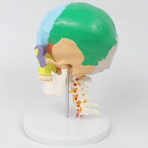 Modèle de vertèbres cervicales en 7 sections avec crâne coloré, modèle de crâne humain, modèle pédagogique orthopédique - Product Image 3