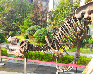 Triển Lãm Bảo Tàng Sản Phẩm Công Viên Giải Trí Khác Tùy Chỉnh Bằng Sợi Thủy Tinh Nhân Tạo Bộ Xương Khủng Long Cho Công Chúng - Product Image 6