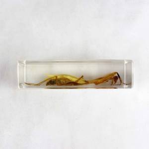사마귀 곤충 내장 표본 - Product Image 3