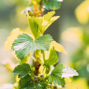 Complexe immunitaire biologique premium, formule liquide à base de plantes faite à la main, extrait botanique, source naturelle, qualité alimentaire - Product Image 3