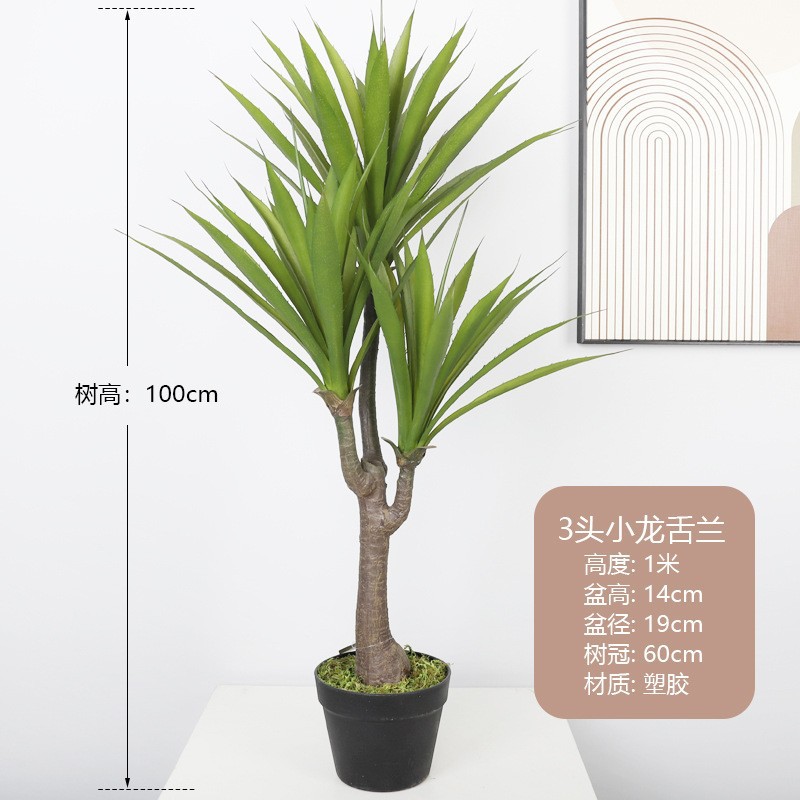 3 petites agaves