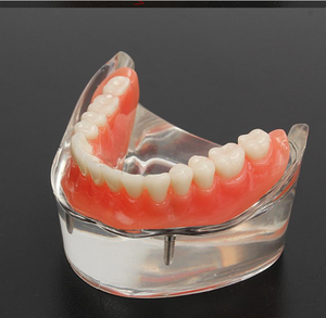 Ilmu Medis Kualitas Tinggi dan Harga Terbaik Pabrik Penjualan Langsung Model Gigi untuk Colgate - Product Image 4