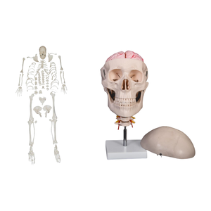 ADA mô hình y tế PVC Skull với 8 phần diarticulated Skeleton có tính năng não cổ tử cung cột sống cho Học sinh học tập - Product Image 1