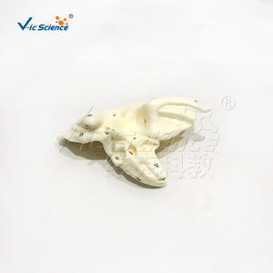 Fournisseur direct d'usine de modèle d'os temporel humain à l'échelle 5x avec structure de cavité tympanique détachable pour l'anatomie médicale - Product Image 1