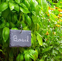 Pflanzenetikett Gartenhersteller Schiefer Schwarz Naturstein-Schild mit Edelstahlstab 10 Stück