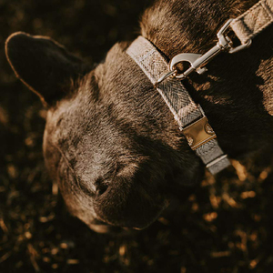 Tela de lana de tweed resistente para <span class=keywords><strong>collar</strong></span> y correa de perro Un conjunto con oro rosa en todas las estaciones - Product Image 6