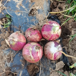 Chất Lượng Cao Tươi Hành Tây Bán Buôn Giá Rẻ Giá Tươi Màu Đỏ Hành Tây Hữu Cơ Tươi Hành Tây - Product Image 2