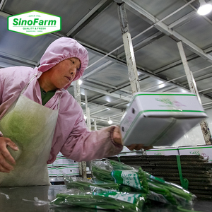Nouvelle récolte de légumes chinois - Tiges d'<span class=keywords><strong>ail</strong></span> frais / Tiges de pousses d'<span class=keywords><strong>ail</strong></span> vertes - Product Image 6