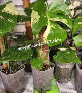 New Idea 2022 Extendable <strong>Coco</strong> Coir Totem Plastic Moss Poles Plant Support for Indoor Climbing Plants Creepers Moss <strong>Sticks</strong> Stand - Product Image 6