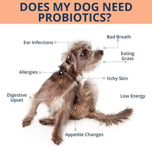 Probióticos para Mascotas OEM ODM, Probióticos para Perros con Prebióticos, Promueven un Microbioma Intestinal Equilibrado, Refuerzan la Salud Inmunológica, Masticables Suaves - Product Image 6